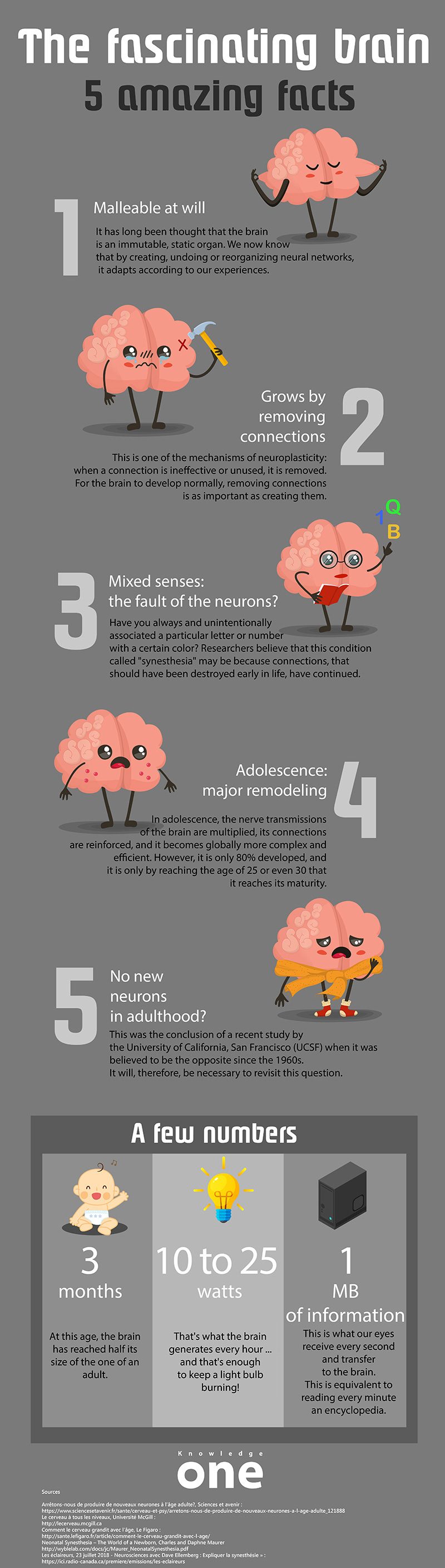 Infographic on 5 amazing facts about the brain