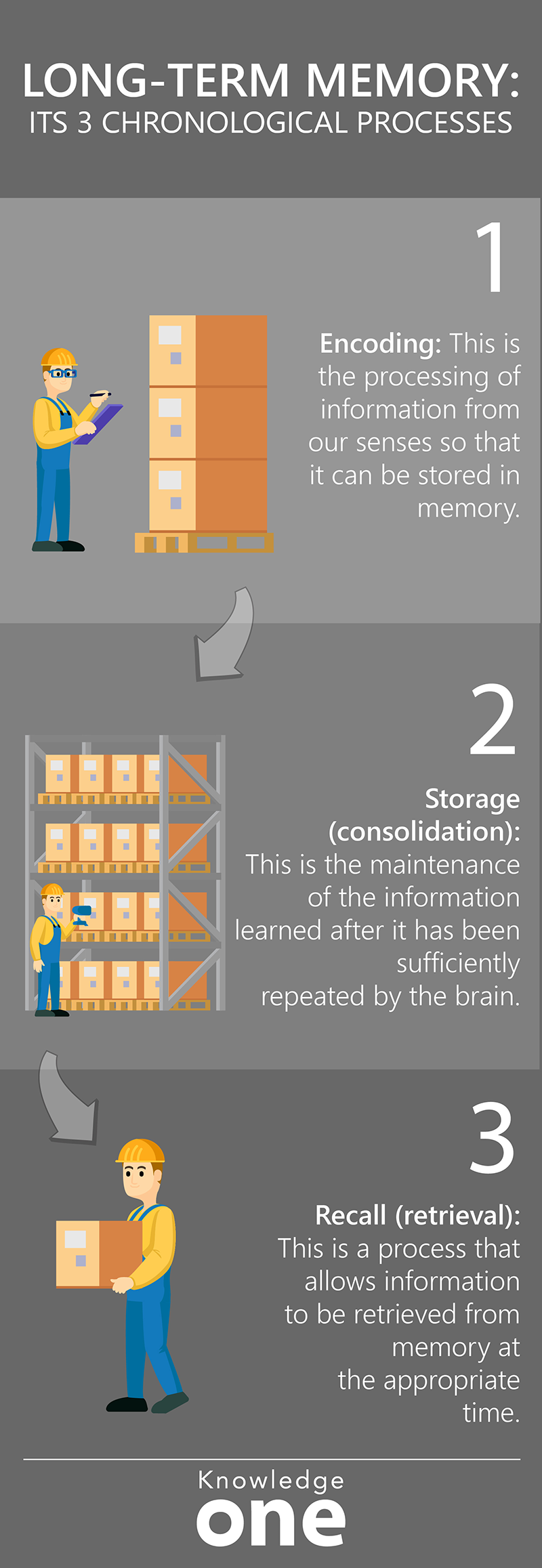infographic on the 3 Chronological Processes of the Long-Term Memory
